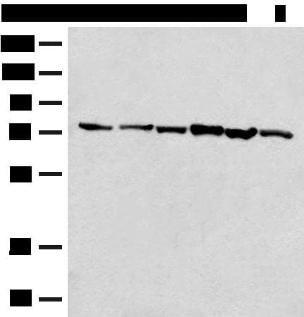 TCF25 Antibody