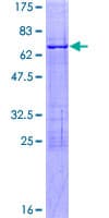 Human NFYA Protein (Recombinant GST)