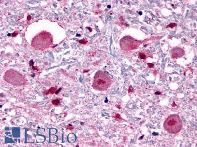 PathPlus™ Encephalopsin / OPN3 Antibody (C-Terminus)