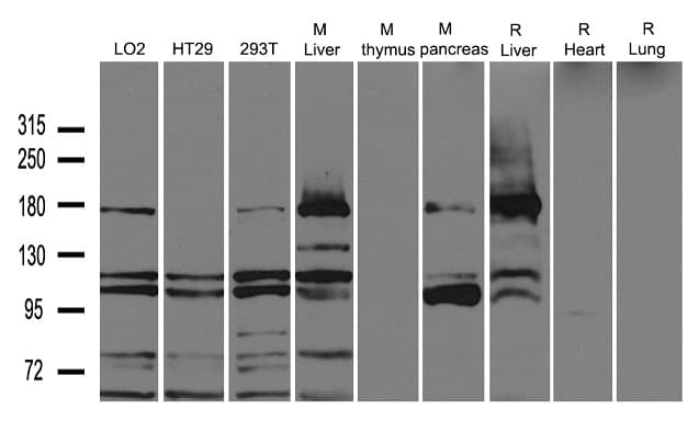 AOX1 / Aldehyde Oxidase Antibody