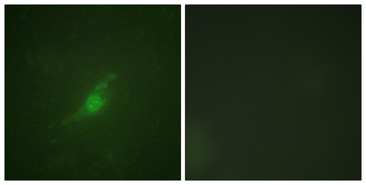 Polyclonal Rabbit anti-Human PER2 Antibody (Ab-662, IHC, IF)