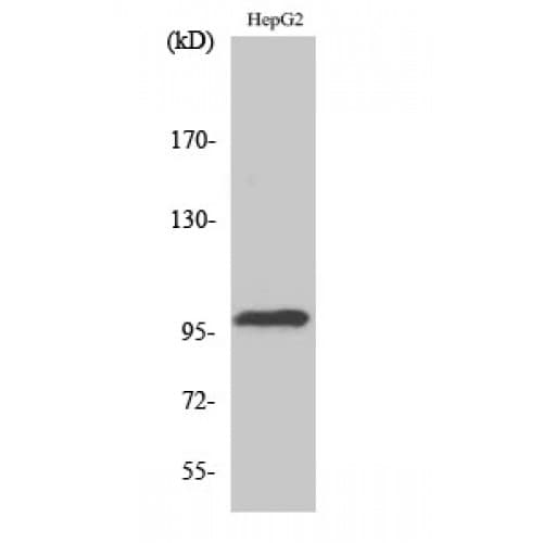 TOP3B Antibody (30-110 aa, N-terminal)