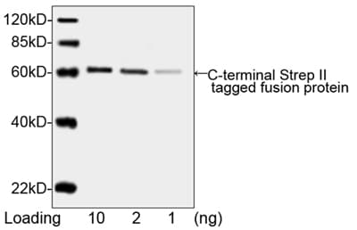 Monoclonal Mouse Streptavidin Antibody (clone 5A9F9, IF, WB)