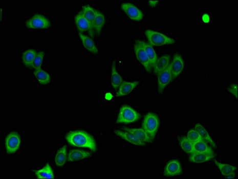NALP3 / NLRP3 Antibody