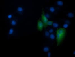 RNF39 Antibody (clone OTI4D3)