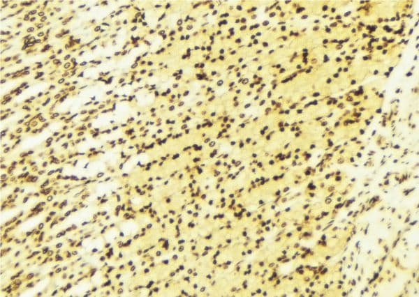 PRKX Antibody