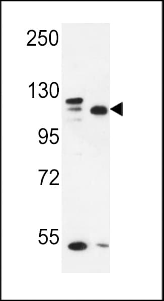 SEC24C Antibody (aa443-470)