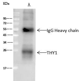 THY1 / CD90 Antibody (Preservative Free)