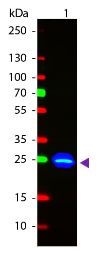 GFP Antibody (FITC)