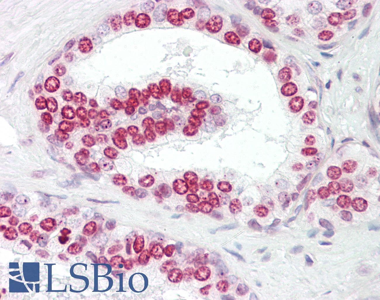 IHC-plus™ GATA4 Antibody (aa330-380)