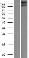 Human RGPD6 Protein (Over-Expression Lysate Myc-DDK (Flag))