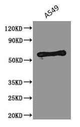 PODXL / Podocalyxin Antibody (clone 4D2G7)