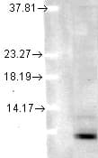 Ubiquitin Antibody (clone 5B9-B3, PerCP)