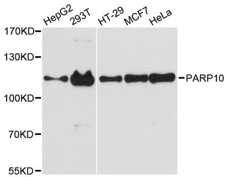 PARP10 Antibody