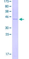 Human LGALS2 / Galectin 2 Protein (Recombinant GST)