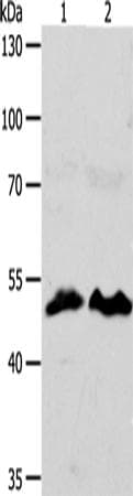 ZWILCH Antibody