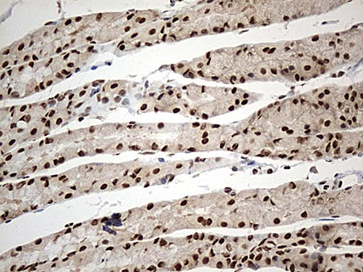 DDX39B / UAP56 Antibody (aa319-428, clone OTI8B8, Carrier-free)