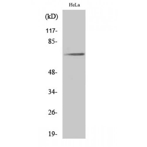 PXN / Paxillin Antibody (10-90 aa)