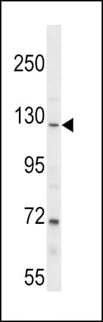 PARG Antibody (aa821-849)