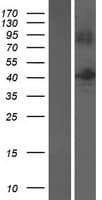 B3GNTL1 Protein (Over-Expression Lysate Myc-DDK (Flag))