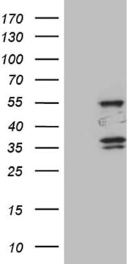 SPAG4 Antibody (aa191-279, clone OTI3E9)