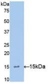 IL15 Antibody (aa49-162)