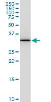 PITPNA Antibody (clone 4G10)