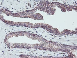 PDRG1 Antibody (clone OTI4F12)