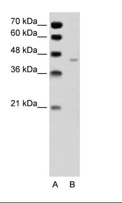 PANX1 / Pannexin 1 Antibody (aa231-280)