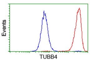 TUBB4 / Tubulin Beta 4 Antibody (clone OTI8E3)