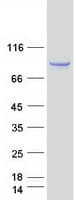 Human GTPBP1 / GP1 Protein (Recombinant Myc-DDK (Flag))