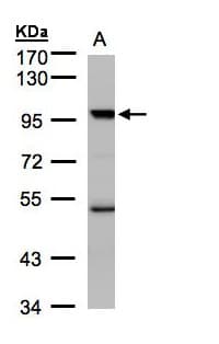 KAT2B / PCAF Antibody (aa767-832)