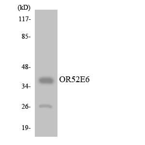 OR52E6 Antibody (aa255-304)
