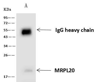 MRPL20 Antibody