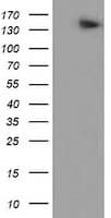 NNA1 / AGTPBP1 Antibody (clone OTI9B8)