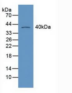 RXRG Antibody (aa12-220, FITC)