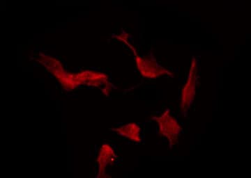 NRXN1 / Neurexin 1 Antibody