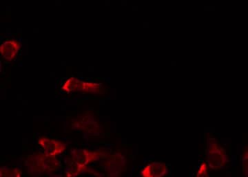 MRRF Antibody