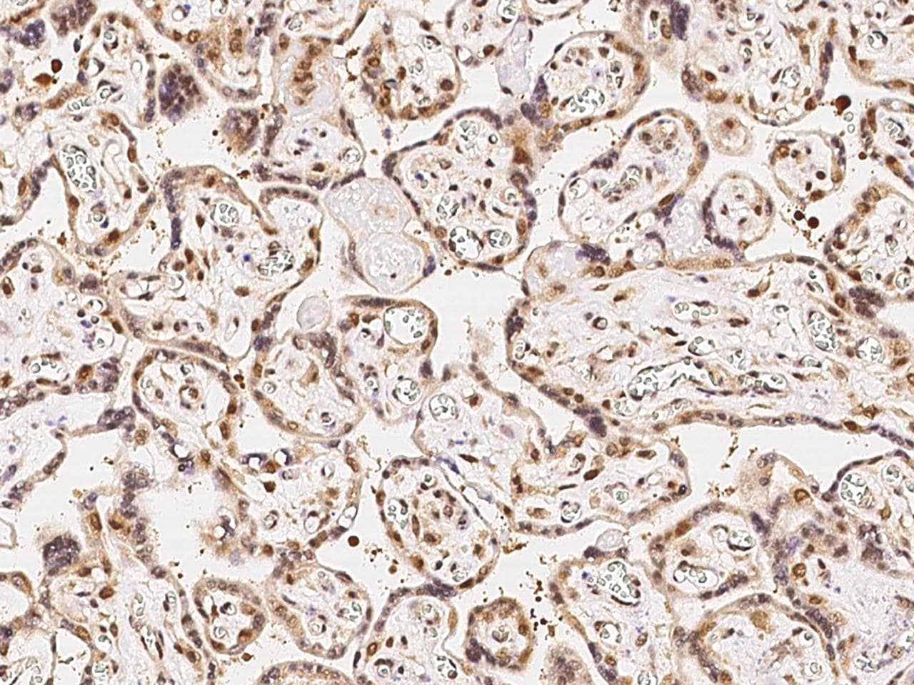CDK6 Antibody (Preservative Free)