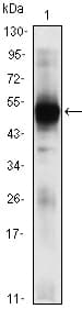 Monoclonal Mouse anti-Human RAG2 / RAG-2 Antibody (clone 4D5, WB)