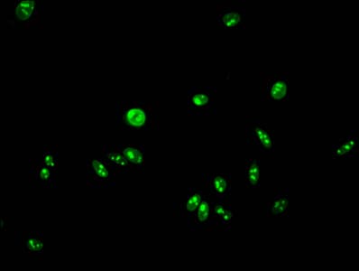 HIST1H2AI Antibody