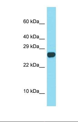 SPACA3 Antibody (C-Terminus)