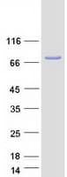Human STAT1 Protein (Recombinant Myc-DDK (Flag))