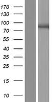 Human MKLN1 / Muskelin Protein (Over-Expression Lysate Myc-DDK (Flag))