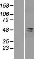FAM98A Protein (Over-Expression Lysate Myc-DDK (Flag))