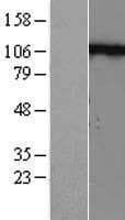 CDH2 / N Cadherin Protein (Over-Expression Lysate Myc-DDK (Flag))