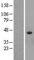 Human SUN5 / SPAG4L Protein (Over-Expression Lysate Myc-DDK (Flag))
