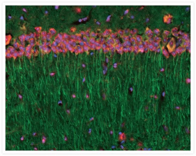 Alpha Tubulin Antibody (clone 236-10501)