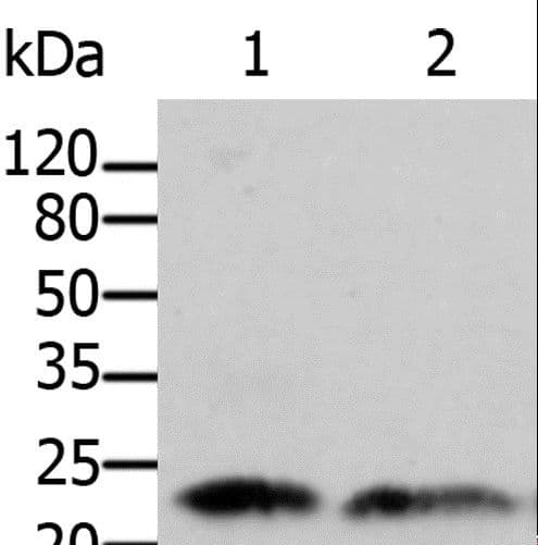 ARF1 Antibody
