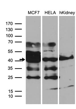 WDR92 Antibody (clone OTI1H8)